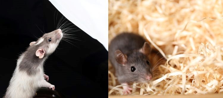 Rodent Control 