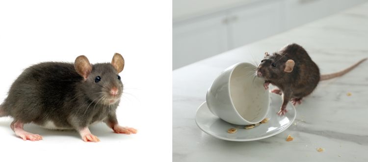 Rodents Removal Auckland