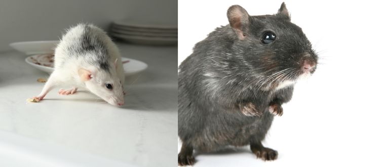 Rodents Removal