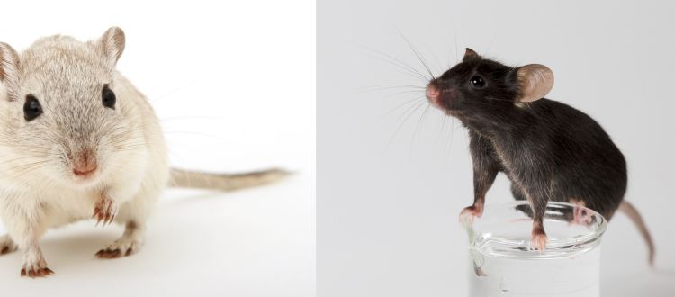 Rodents