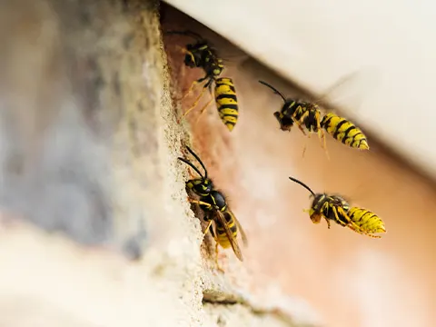 wasp control services