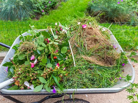 Seasonal cleanup auckland-