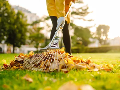 Seasonal cleanup auckland