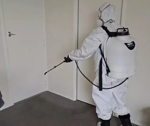 Thorough, Certified Flea Removal You Can Depend On