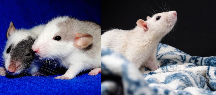 Top-Rated Auckland Rodent Control Service