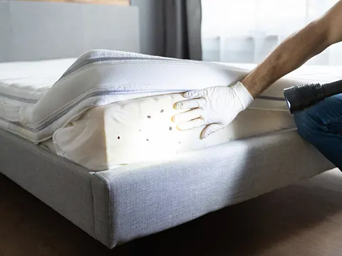 bed bugs pest control auckland