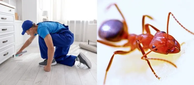 ant control house