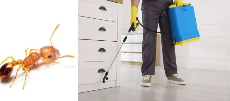 ant control in house