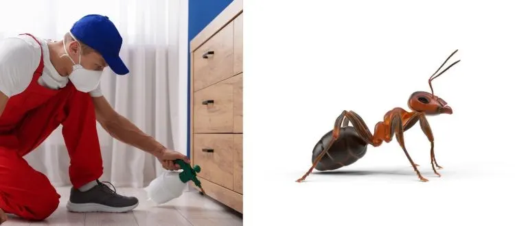 ant control service