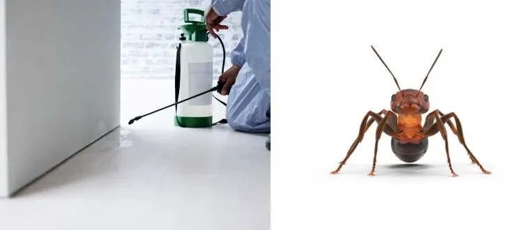 ant service