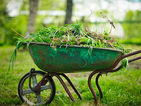 auckland council weed removal