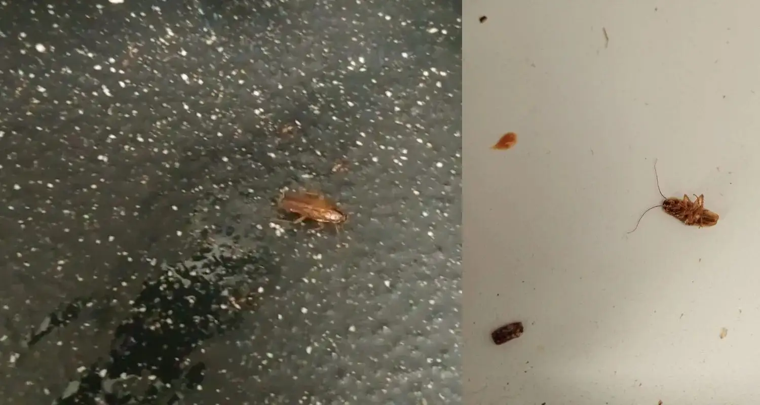 Can German Cockroaches Fly