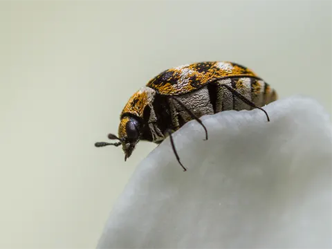 carpet beetle control nz