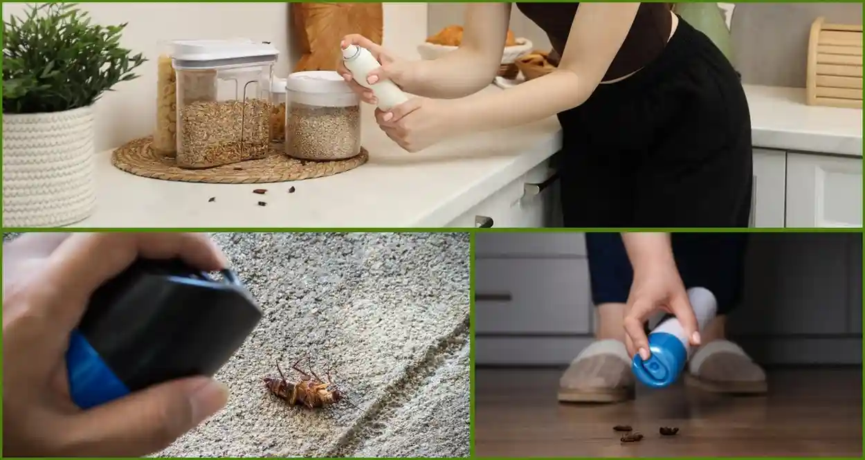 Cockroach Pest Control