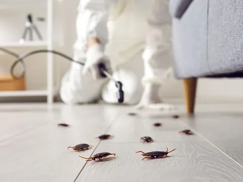cockroaches pest control auckland