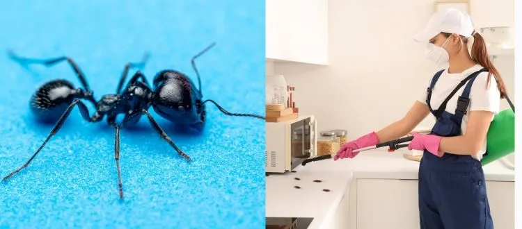 control ants