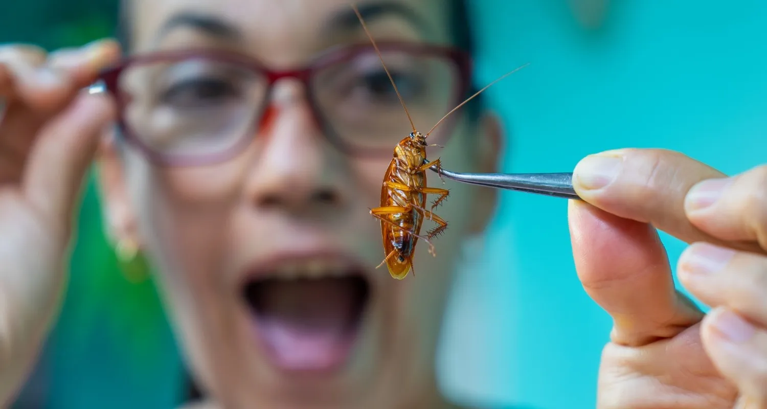 Dp German Cockroaches Bite NZ