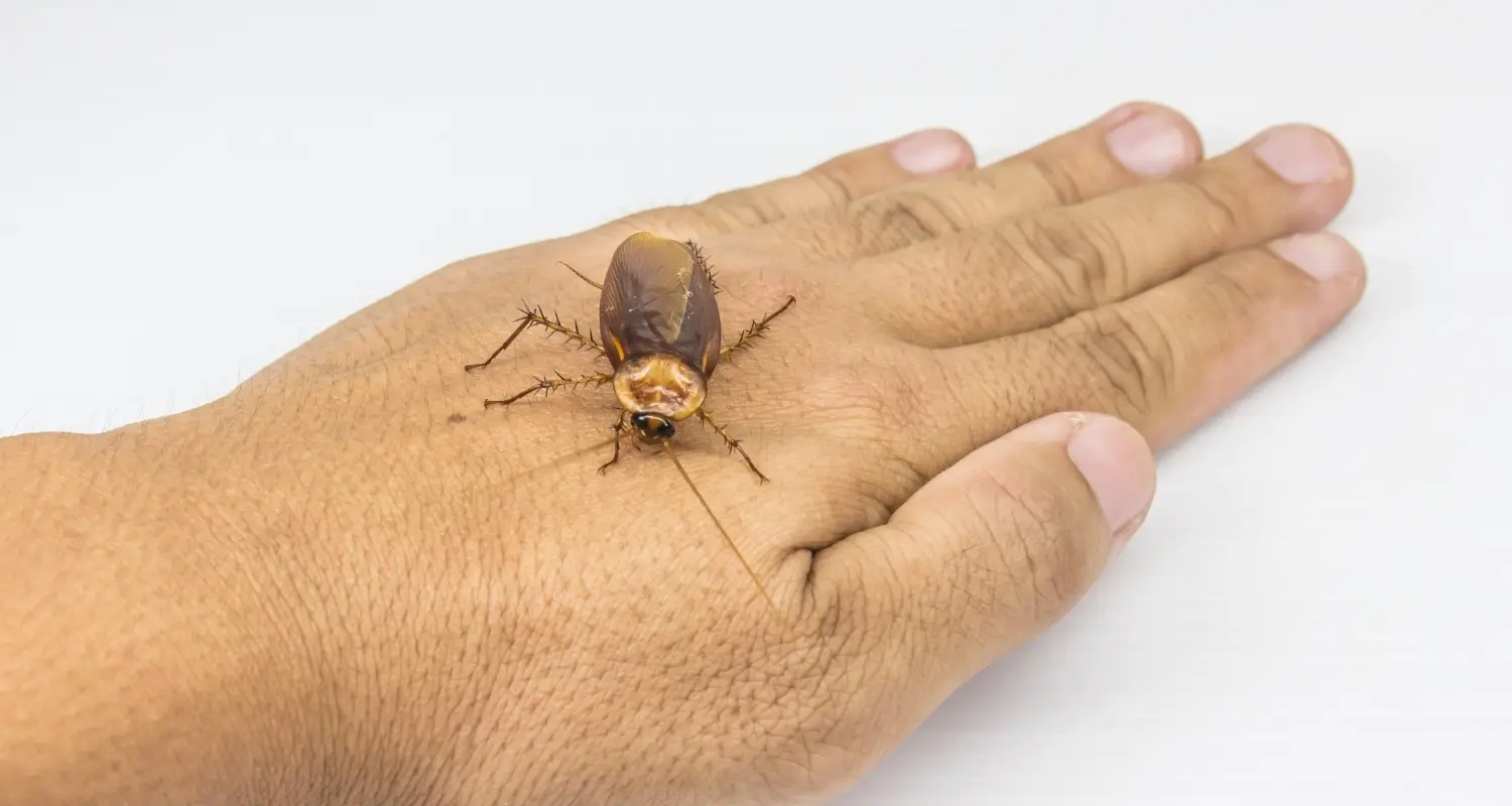 Dp German Cockroaches Bite