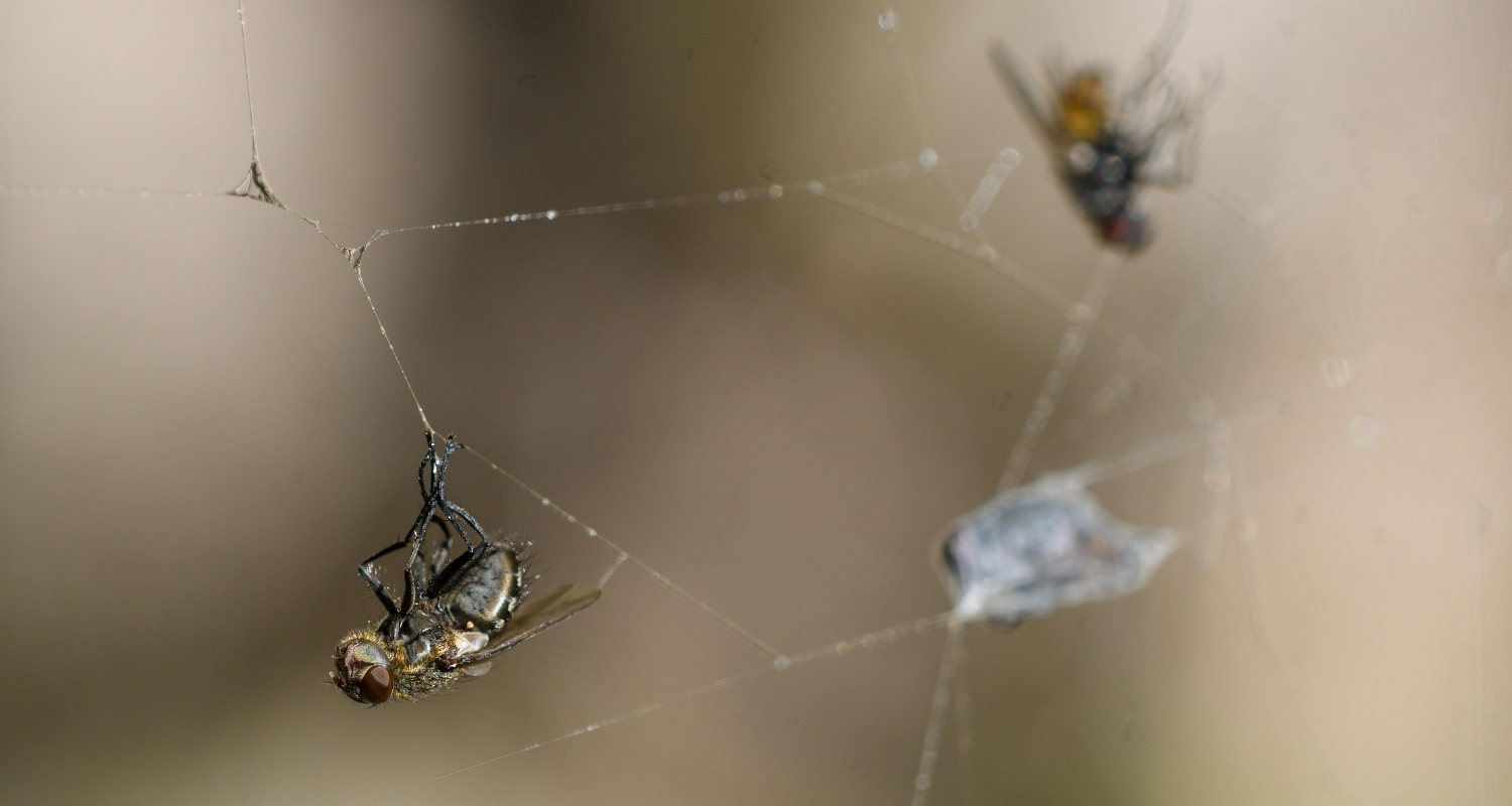 fly and spider control