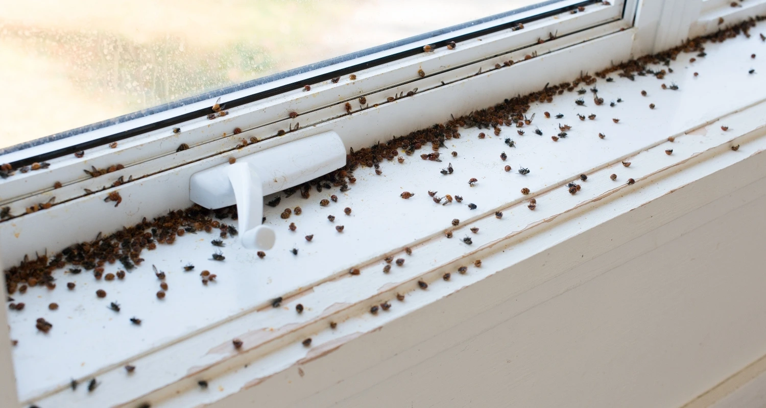 Fly Control NZ Healthy space