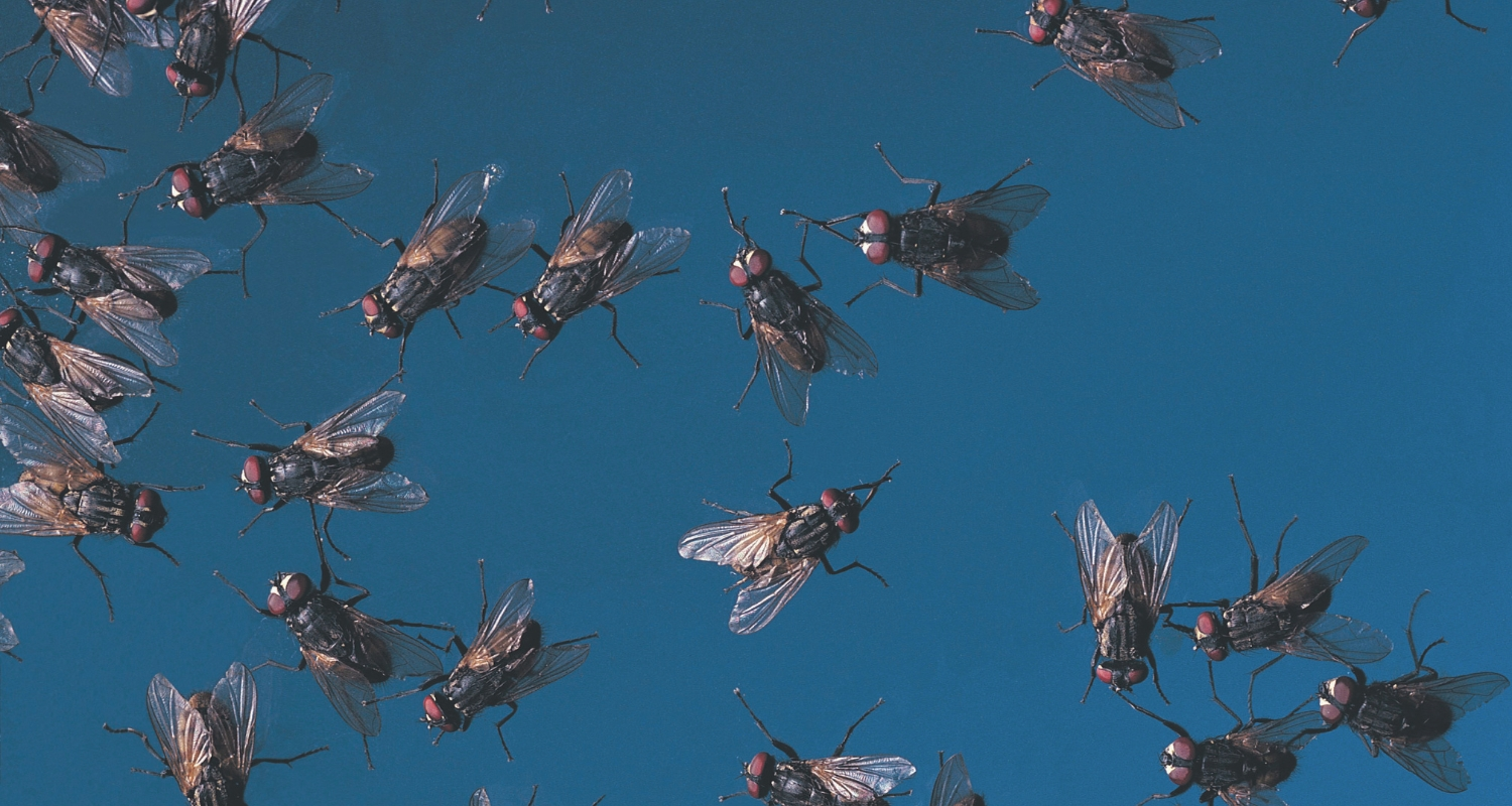 Fly control