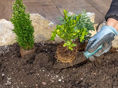 garden tidy ups auckland