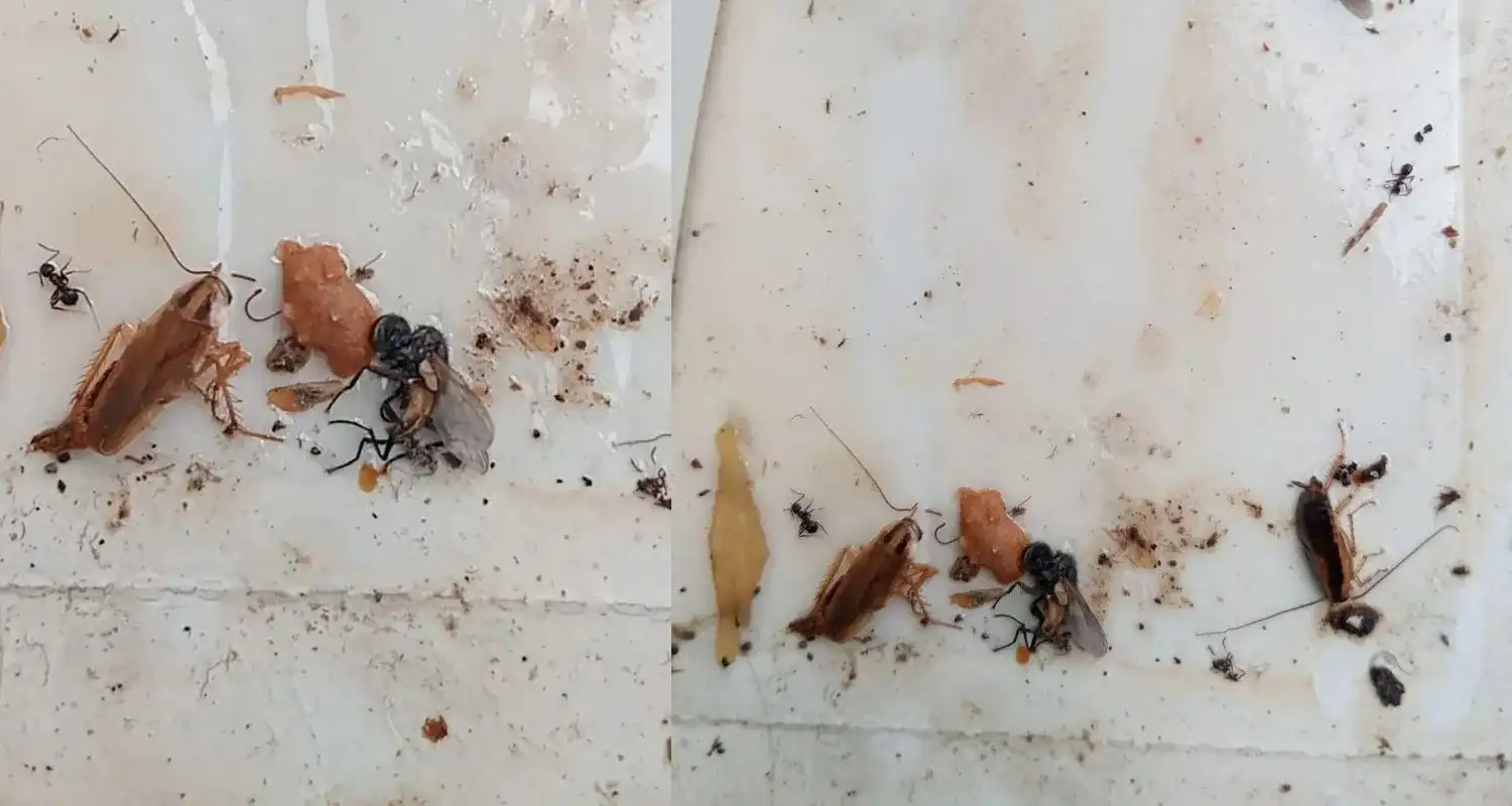 German Cockroach Healthy Space