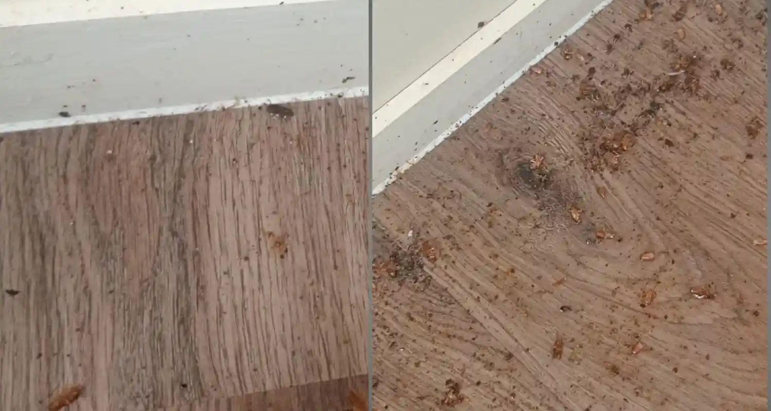 German Cockroach NZ Infestation