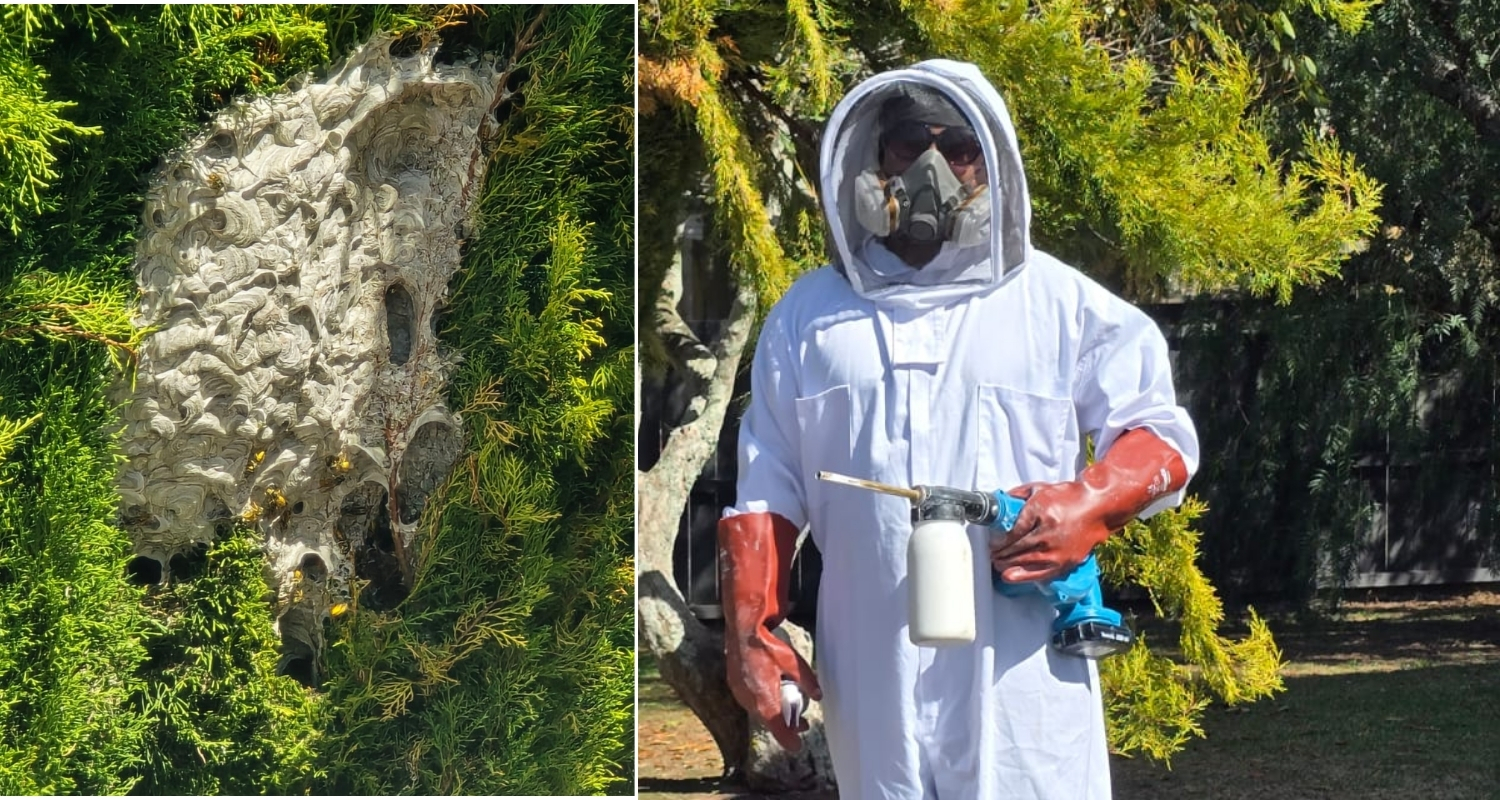 Healthy Spaces Wasp Treatment Professional