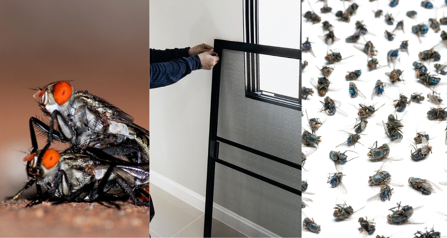 house fly control healthy Space