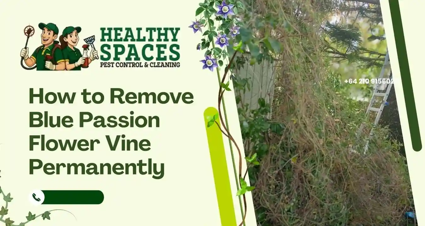 How to Remove Blue Passion Flower Vine