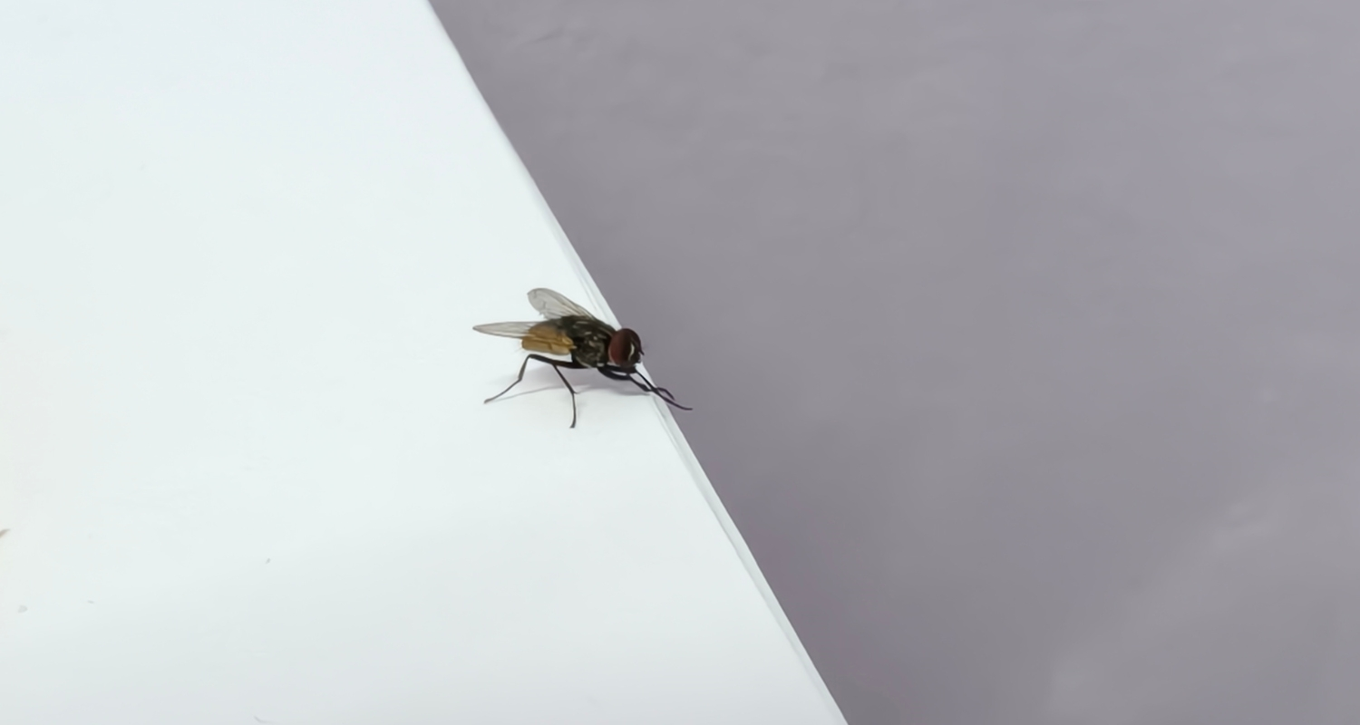 outdoor fly control