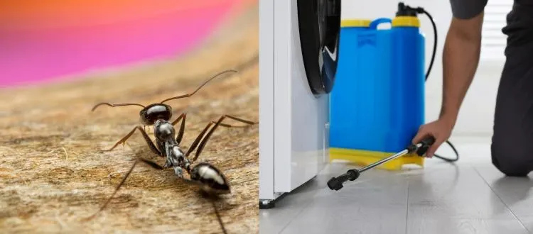 pest control ants nz