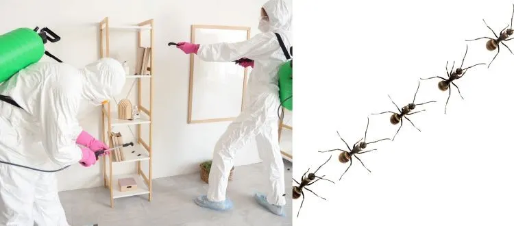 pest control ants 