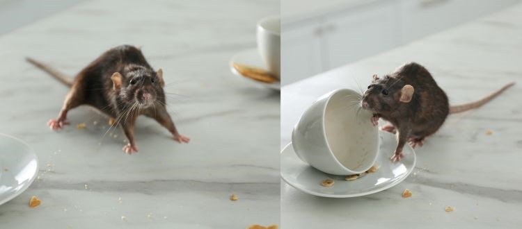 rat 1 rat