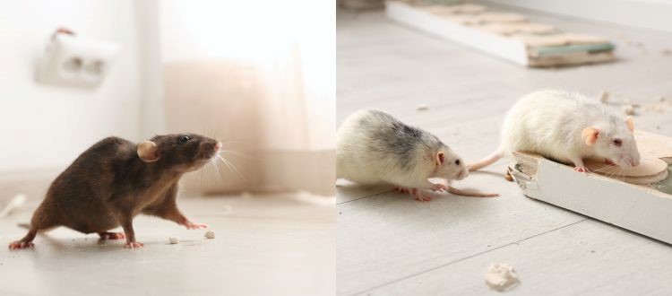 rat 10 Rat Pest Control