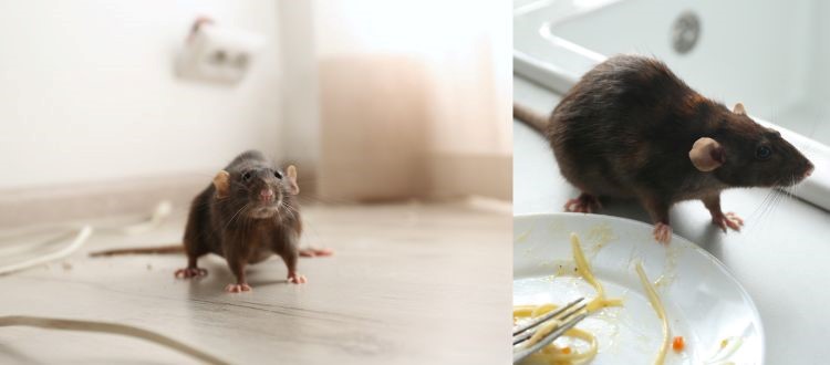 rat 12 Rat Pest Control