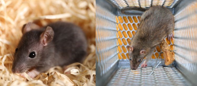 rat 13 Rat Pest Control