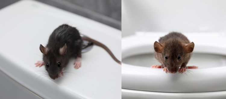 rat 14 Rat Pest Control