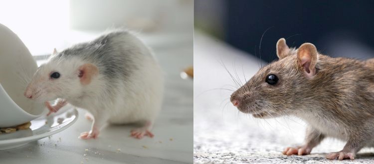 rat 2 rat