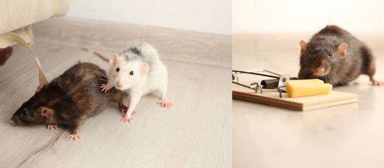 rat 7 Rat Pest Control