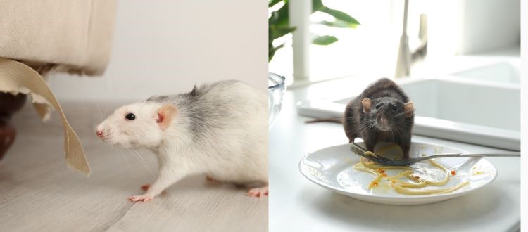 rat 8 Rat Pest Control