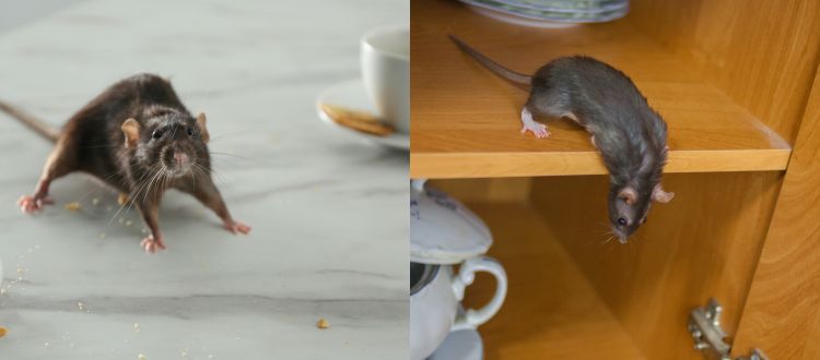 rats