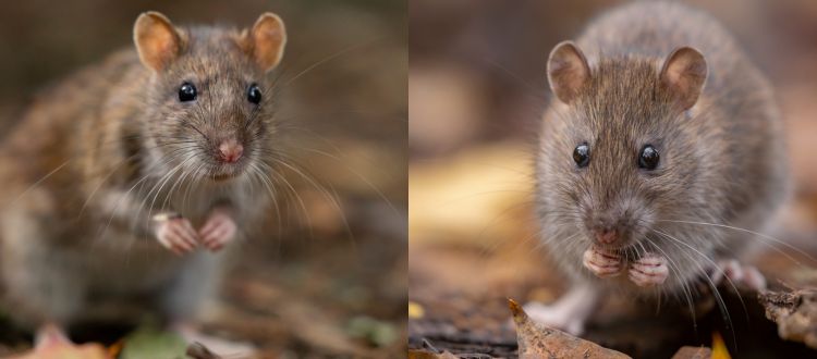 rats