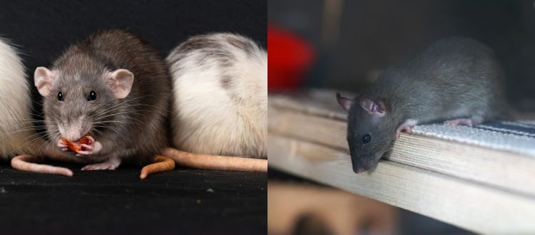 rats