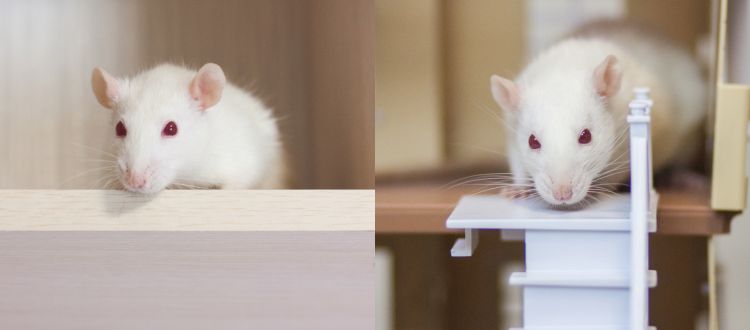 rats