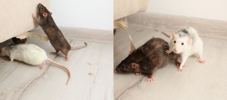 rats