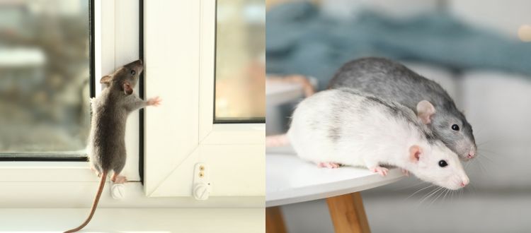 rats