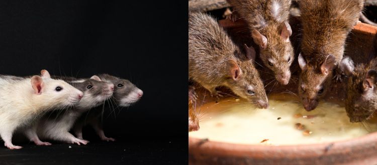 rats