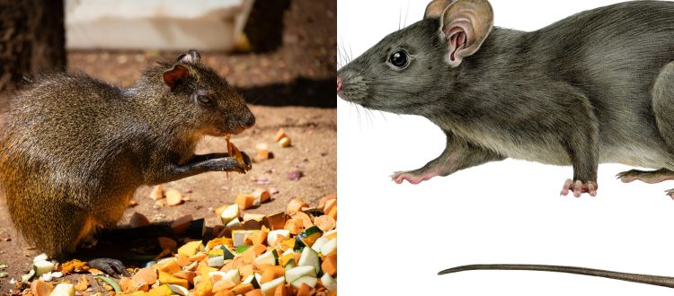 rats